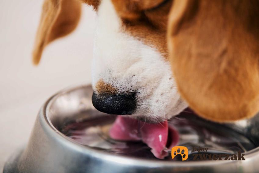 Pies pijący z miski wodę, a także co zrobić, gdy twój pies nie chce pić w upały, przyczyny, zagrożenia