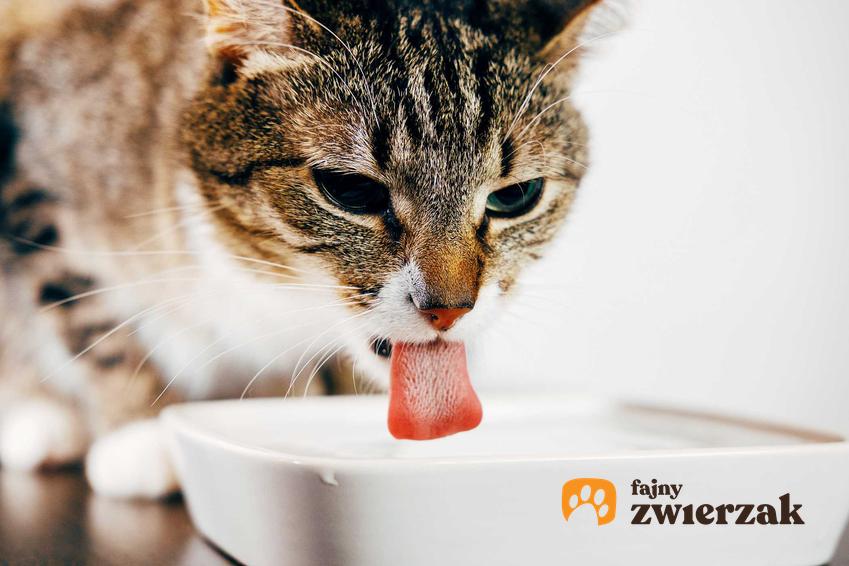 Kot pije wodę z miski, a także co zrobić, gdy kot nie chce pić w upały, objawy choroby, przyczyny, działanie oraz co robić