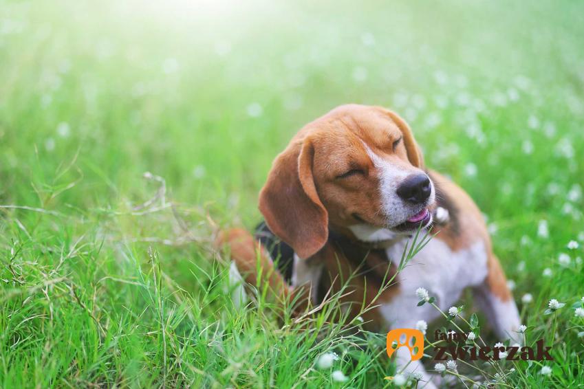 Pies drapiący się za uchem, a także alergia u psa, objawy, leczenie oraz najczęstsze przyczyny alergii psów