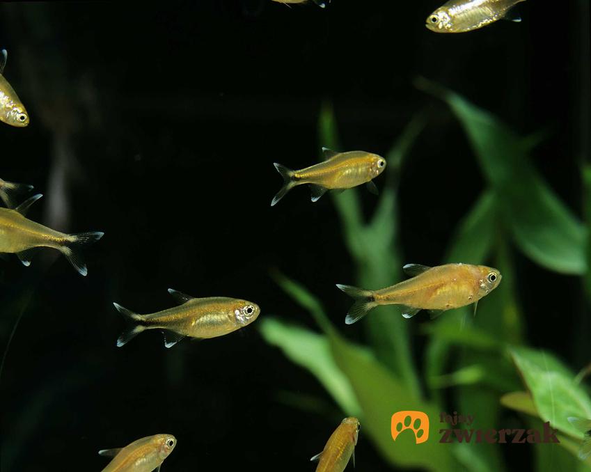 Miedziki obrzeżone pływające w akwarium, a także opis gatunku, zastosowanie, wymagania i hodowla