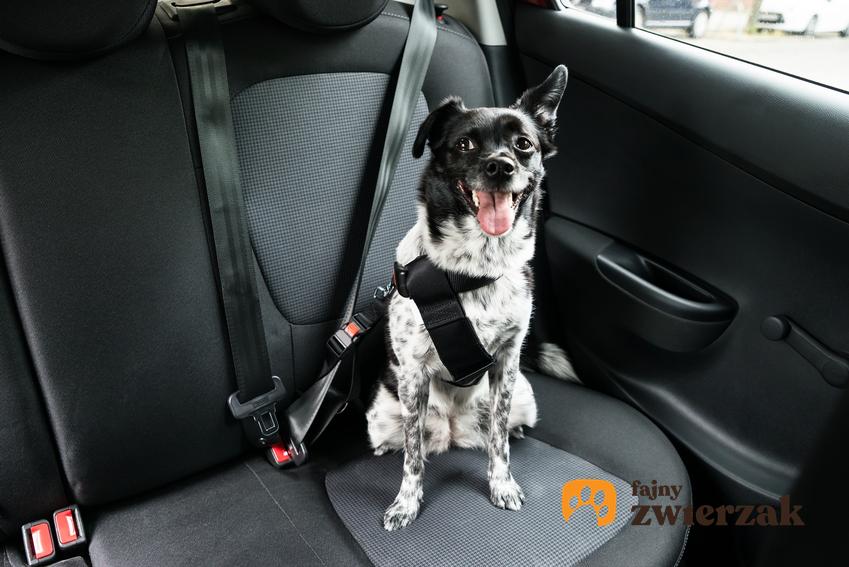 Pies w szelkach przypięty pasami bezpieczeństwa w samochodzie, a także szelki dla psa do samochodu