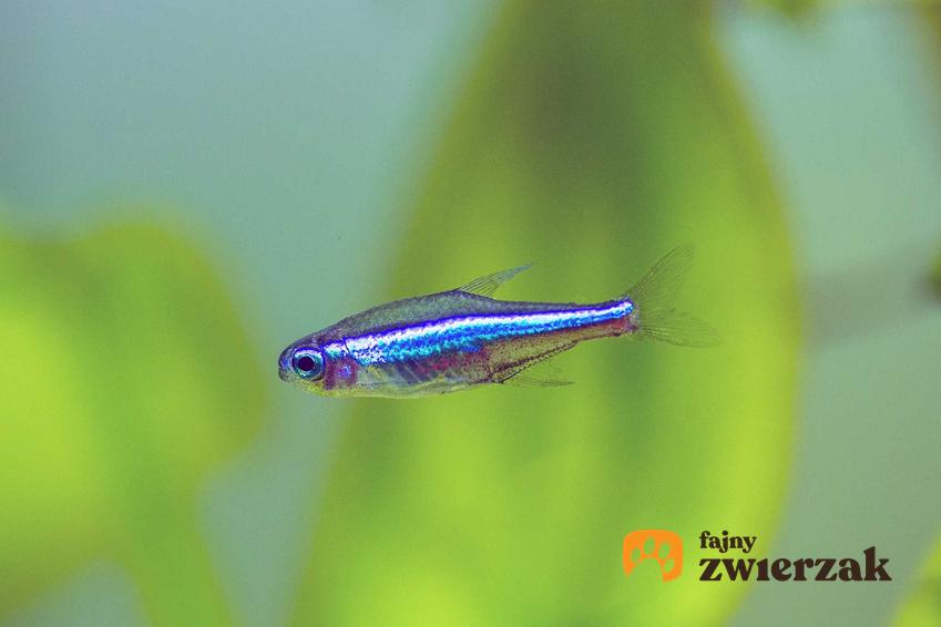 Neon zielony w akwarium, a także opis gatunku, wymagania oraz rozmnażanie w warunkach domowego akwarium