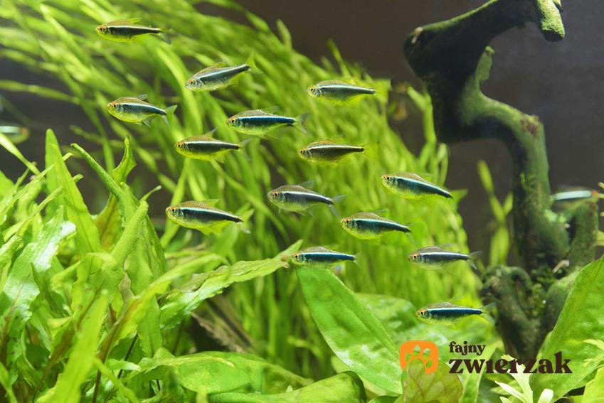 Neony czarne pływające w akwarium, a także opis gatunku i jego hodowla oraz pielęgnacja neonków krok po kroku