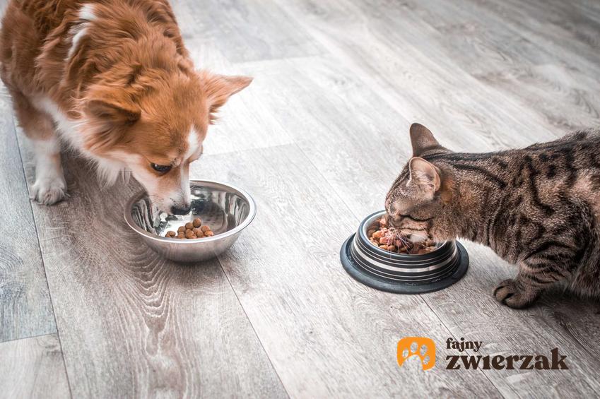Pies i kot podczas jedzenia, a także białko w diecie psa i kota, czyli aminokwasy i ich źródła w diecie zwierzaka