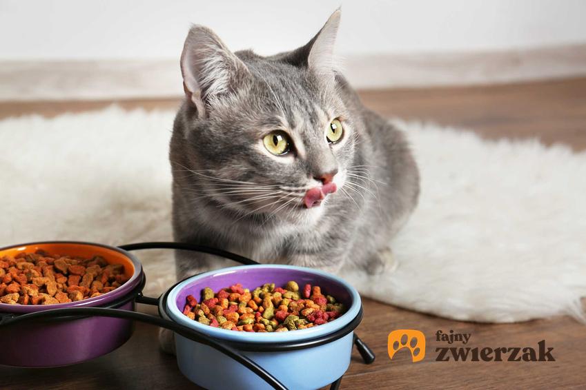 Kot oblizujący się podczas jedzenia, a także rola,któą odgrywaą węch i smak u zwierząt podczas jedzenia