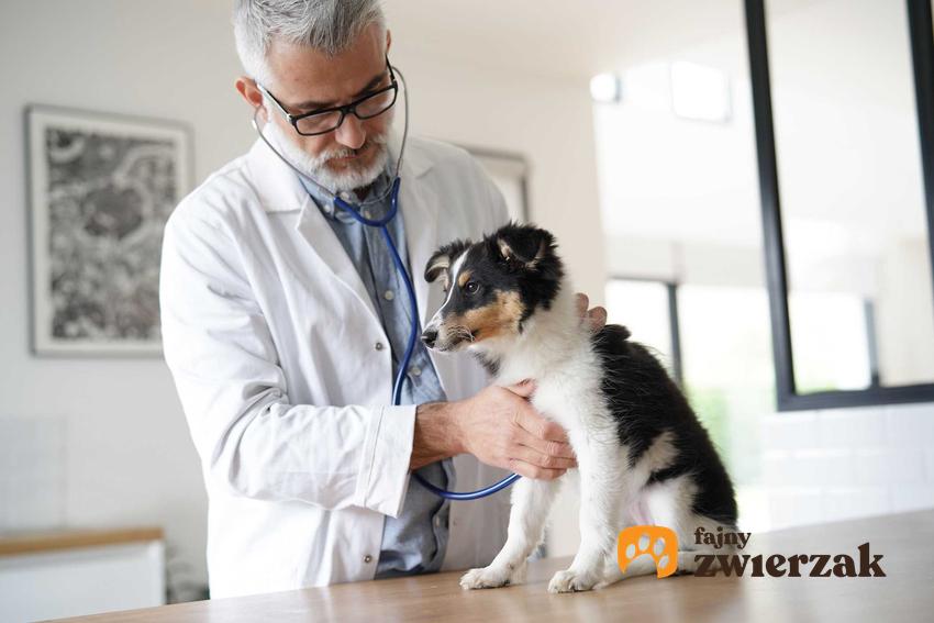 Badanie serca psa, a także kardiomiopatia przerostowa u psa, przyczyny oraz objawy