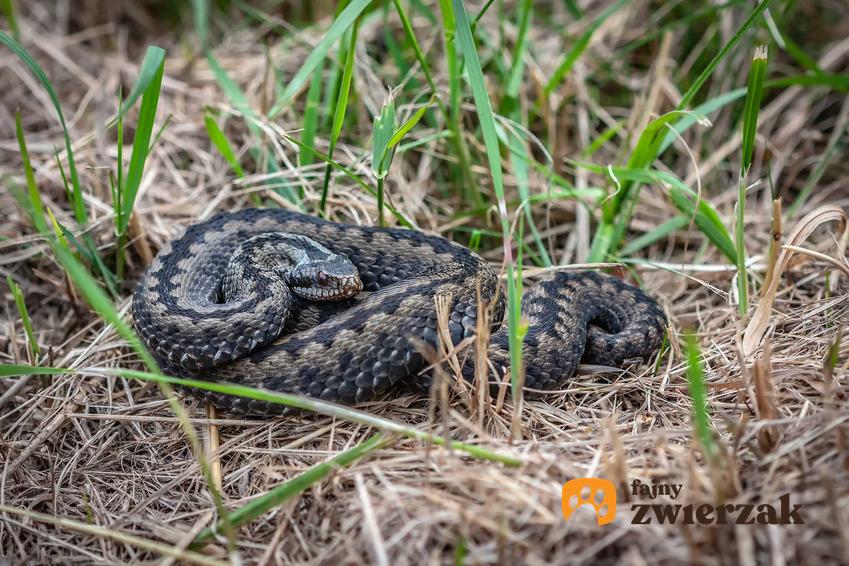 Żmija zygzakowata i jej niebezpieczny jad, a także TOP 10 najbardziej jadowitych węży