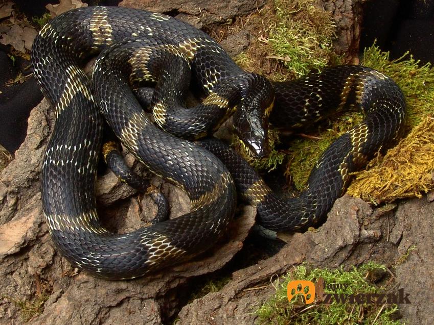 Wąż amurski w lesie, a także charakterystyka, występowanie, rozmnażanie oraz hodowla