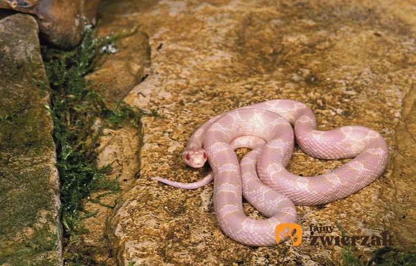 Wąż zbożowy albinos o prawie białym ciele, a także opis gatunku, hodowla, występowanie oraz karmienie