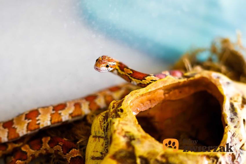 Wąż zbożowy w terrarium, a także informacje, jak przygotować terrarium do potrzeb węża