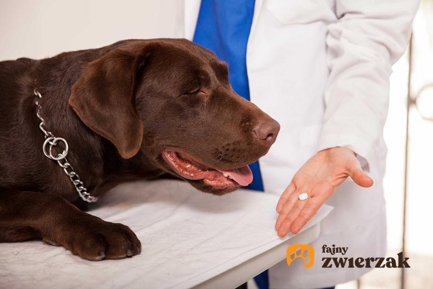 Podawanie tabletek przeciwbólowych psu, a także TOP 4 najlepsze leki przeciwbólowe dla psa