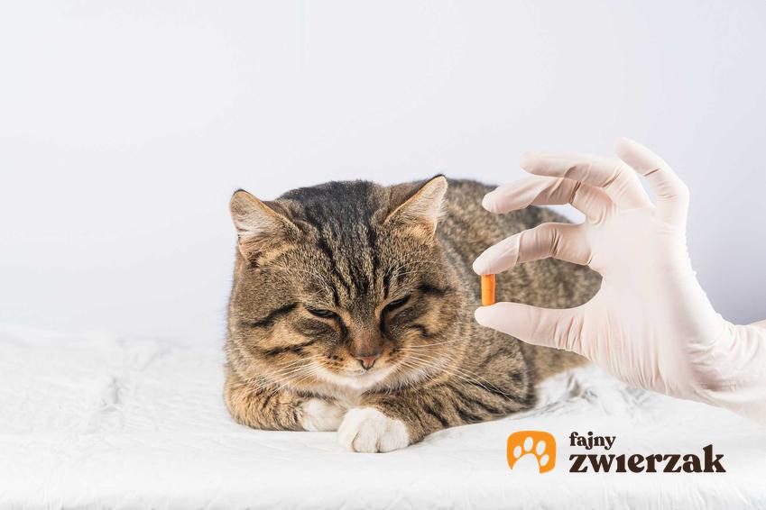 Podawanie tabletek kotu, a także co zrobić, kiedy kot wymiotuje i 4 przyczyny wymiotów u kota