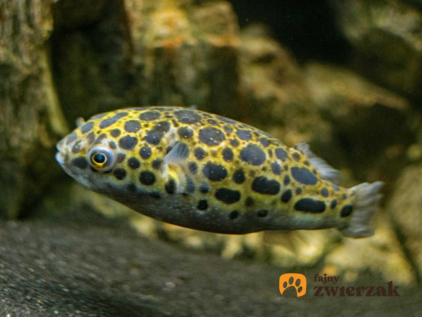 Ryba kolcobrzuch zielony pływająca w akwarium, a także występowanie oraz charakterystyka gatunku