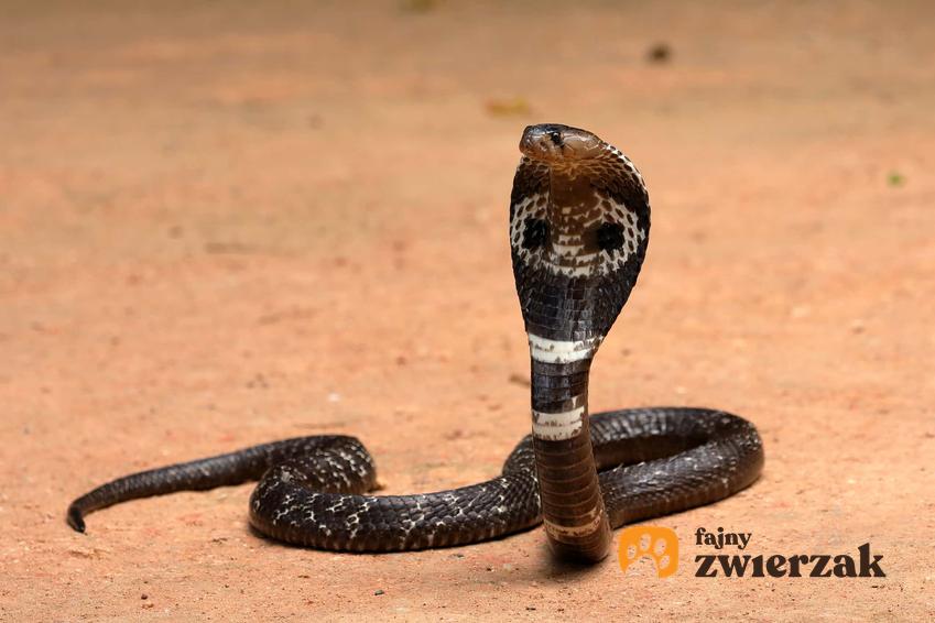 Kobra indyjska, inaczej kobra naja naja, a także jej opis, charakterystyka, hodowla i ciekawostki