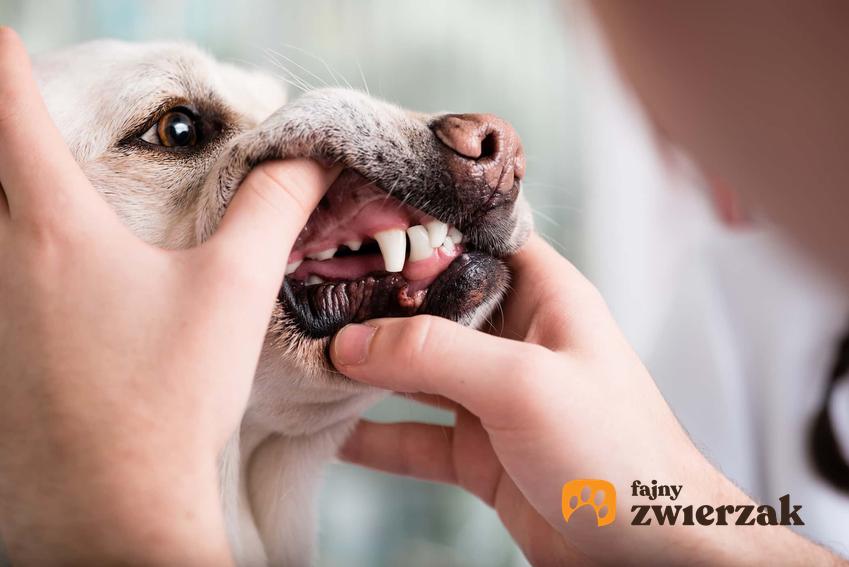 Dłonie człowieka rozchylające wargi psa, oglądanie psich zębów, czy udać się z psem do weterynarza, kiedy wypadają zęby
