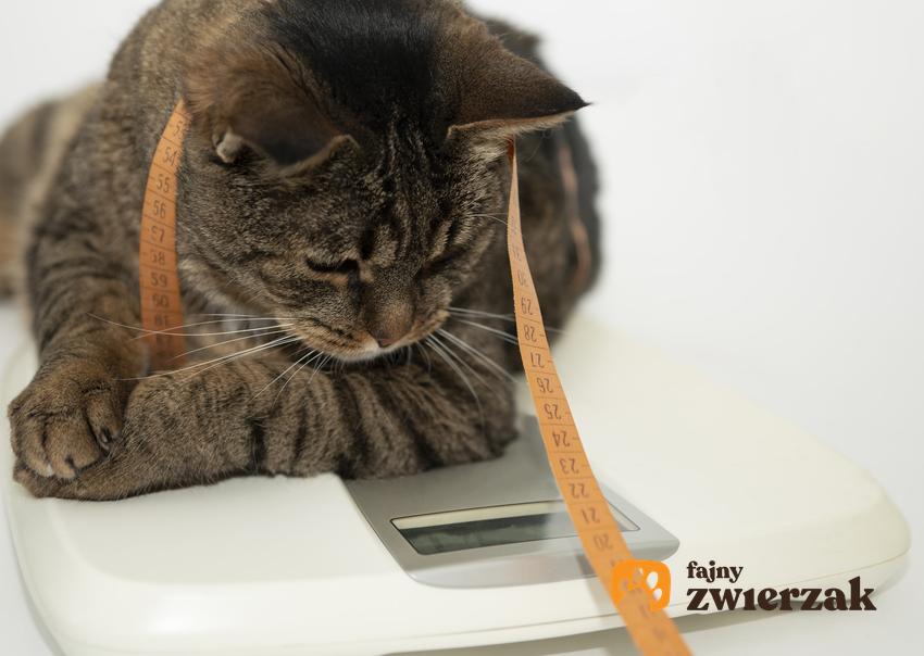 Przygnębiony kot z miarką siedzący na wadze oraz porady jak odchudzić kota