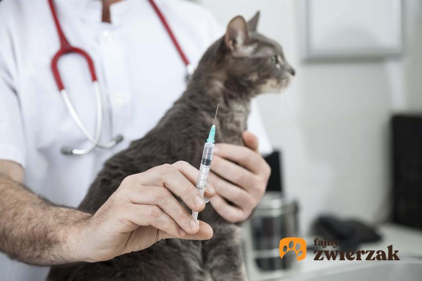 Weterynasz trzyma kota i strzykawkę, kot u weterynarza, zastrzyk dla kota, eutanazja u weterynarza