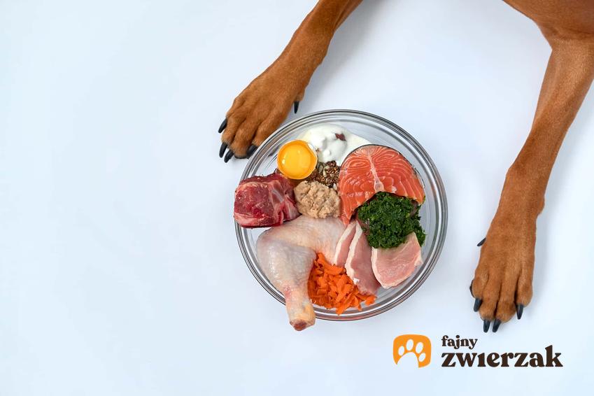 Pieś siedzi przy talerzu, dieta psa, zdrowie odżywianie psa, porady na temat żywienia psa przy problemach z układem nerwowym