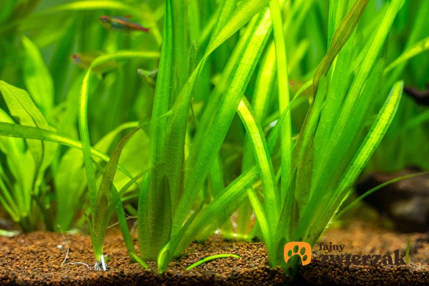 Nurzaniec śrubowy w akwarium, nurzaniec śrubowy inaczej zwany spiralnym, nurzaniec śrubowy jako trawa akwariowa