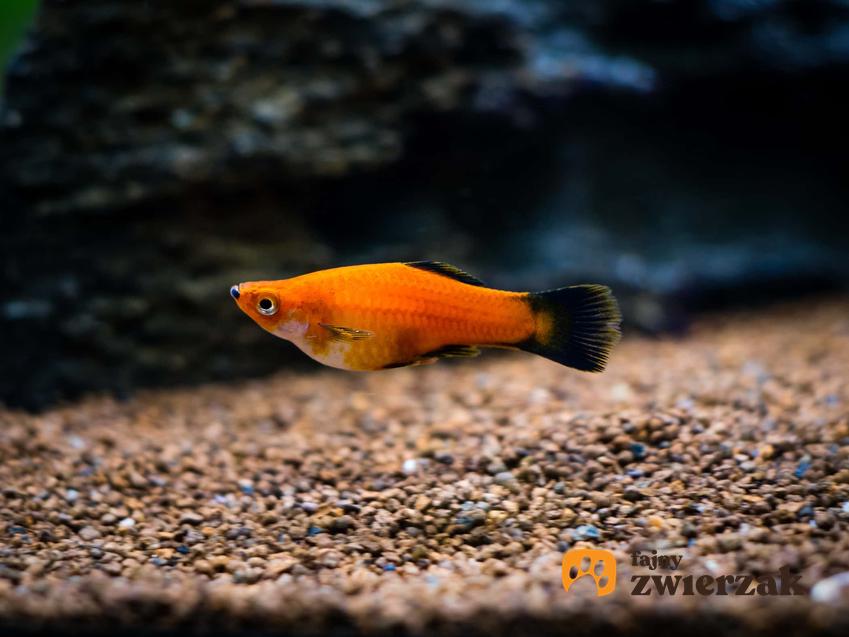 Pomarańczowa platynka z czarnym ogonem, ryba platynka w akwarium, jakich warunków w akwarium potrzebuje platynka