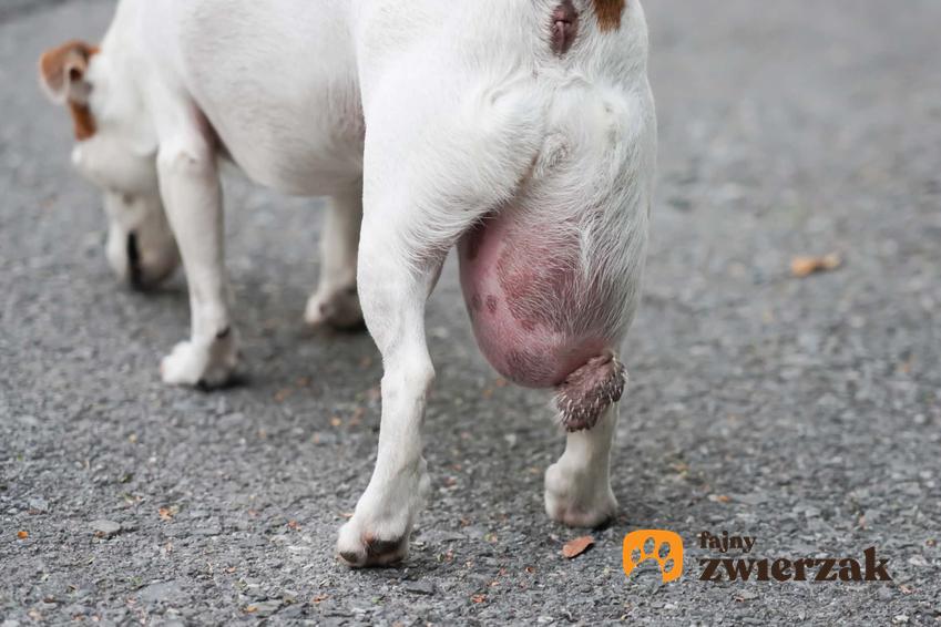 Pies z ogromnym tłuszczakiem na tylnej części ciała, jakie są rodzaje tłuszczaków u psów i jak się usuwa tłuszczaki u psa