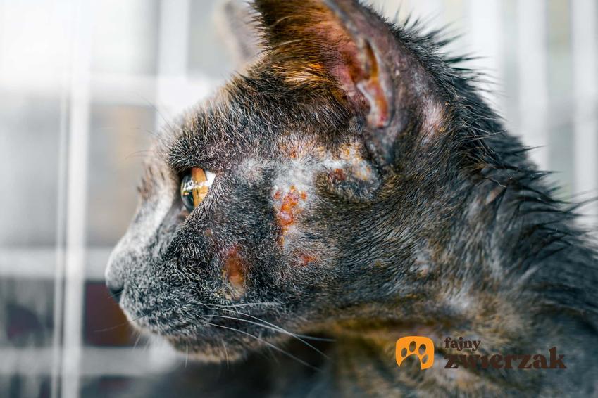 Infekcja skóry u kota, kocie choroby skóry, grzybica na skórze głowy u kota,