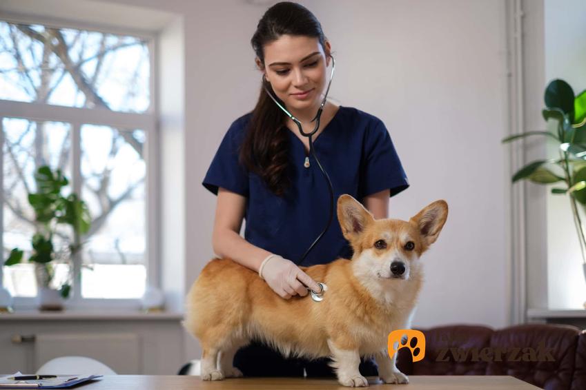 Pies u weterynarza, lekarka bada psa, pies z bólem wątroby, jak u psa postępuje zapalenie wątroby