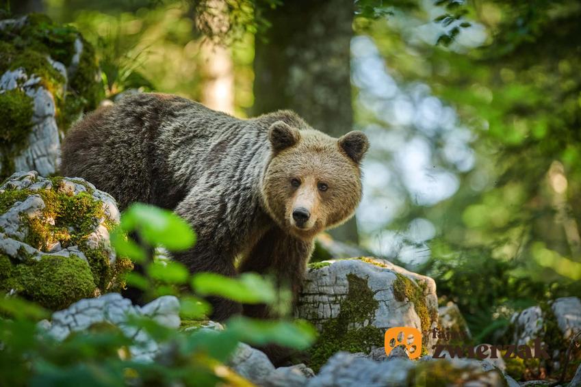Niedźwiedź w lesie, niedźwiedź w górach, niedźwiedzie na polskich szlakach górskich