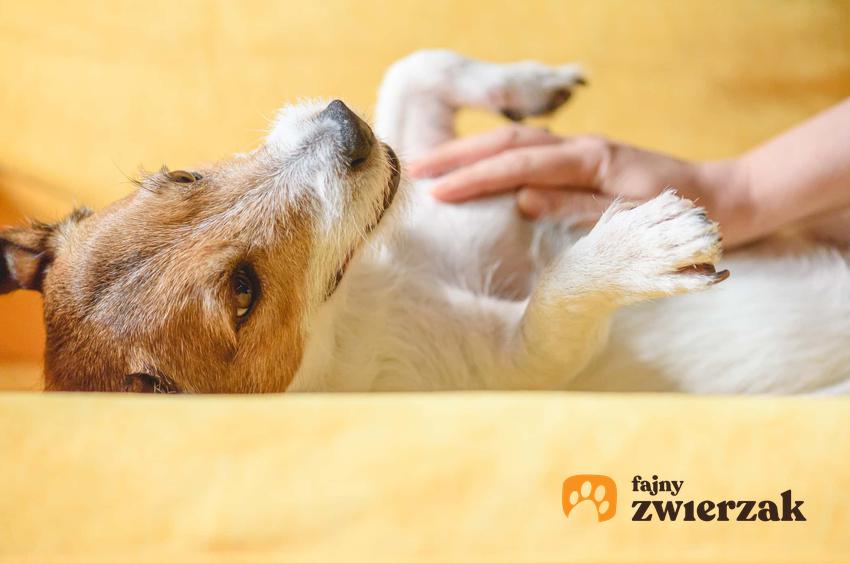 Dłoń głaszcząca brzuch psa, pies leży na kanapie brzuchem do góry, problemy z brzuchem u psa, jakie są skutki twardego brzucha u psa