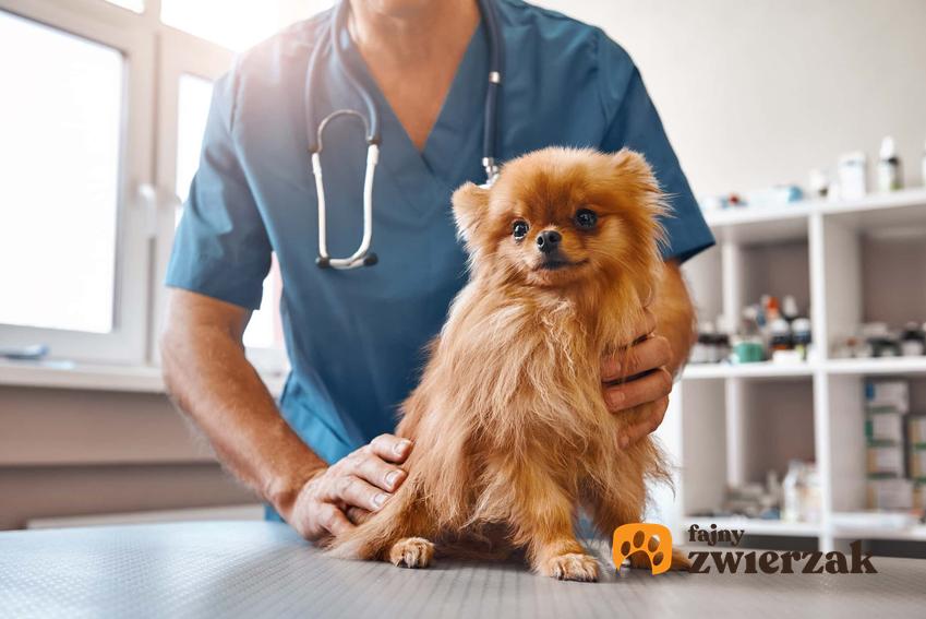 Mały pies u weterynarza, pies pod opieką weterynarza, pies w przychodni weterynaryjnej, żółtaczka jako objaw kliniczny
