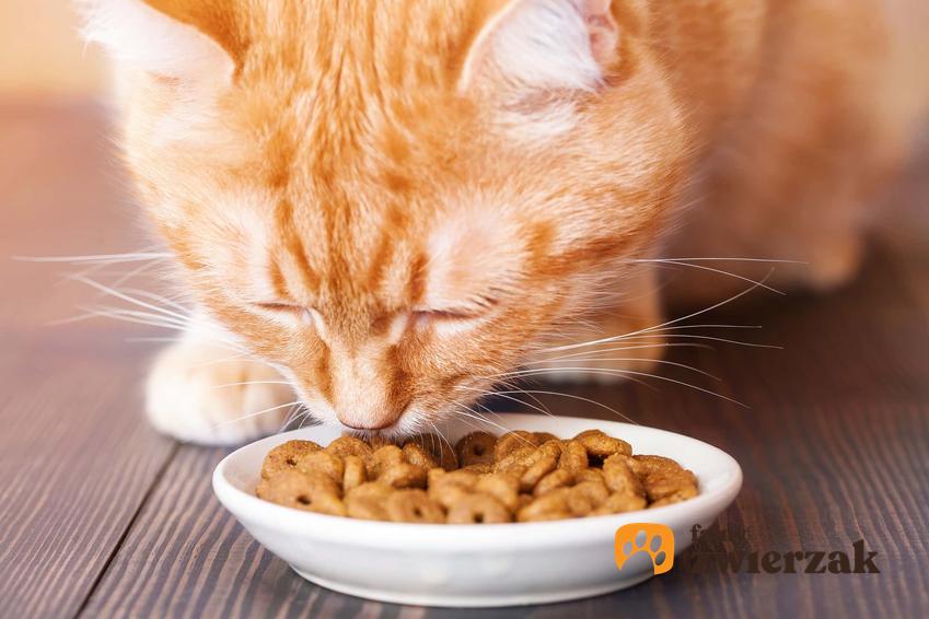 Rudy kot przy misce, koci pokarm, kot jedzący karmę, jak leczyć kota z nadwagą
