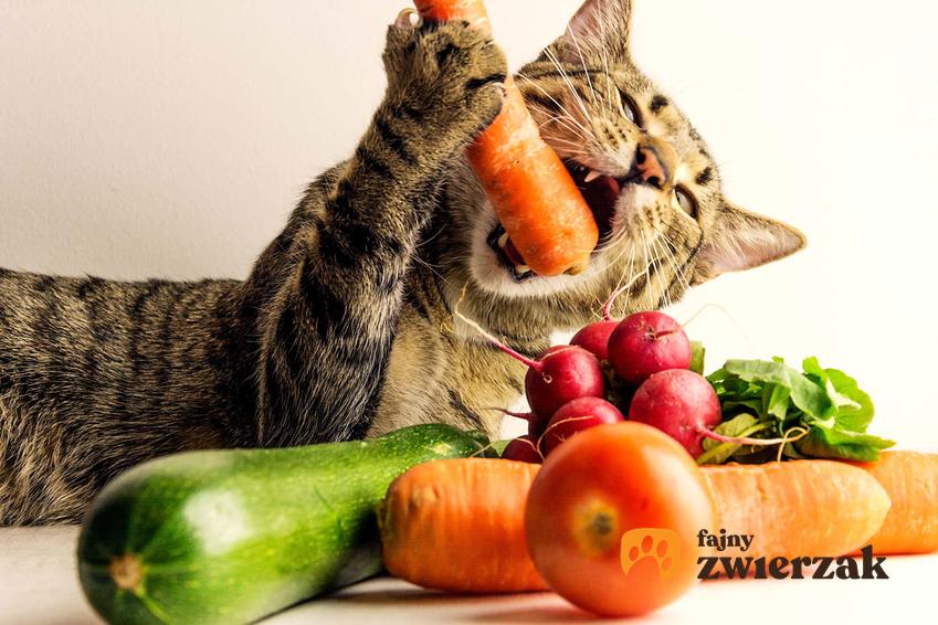 Kot o tygrysim umaszczeniu, kot na diecie, zdrowe żywienie kota, kot a nadwaga
