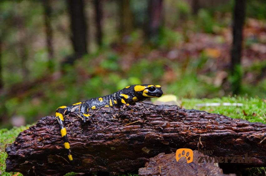 Salamandra plamista w naturalnym środowisku, salamandra na pniu drzewa, salamandra plamista o ciemnym ubarwieniu, salamandra plamista występuje na południu Polski