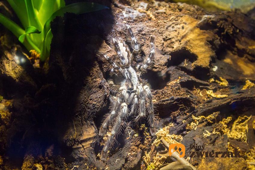 Nhandu chromatus w terrarium, jeden z większych pająków nhandu chromatus, jak dbać o ptasznika, w jakim terrarium trzymać ptasznika nhandu chromatusa