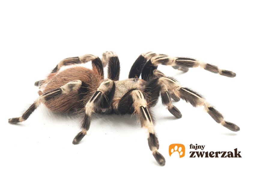 Brazilian red and white tarantula, fakty i mity na temat nhandu chromatusa