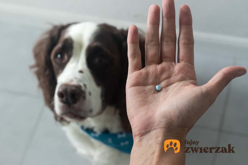 Dłoń z tabletką dla psa, przestraszony pies przed zażyciem lekarstwa, jak uspokoić psa przed podróżą