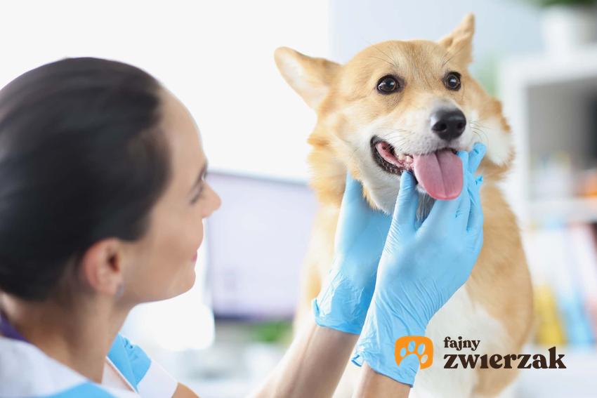 Weterynarz w rękawiczkach bada psa, chory pies u weterynarza, problemy z tarczycą u psów
