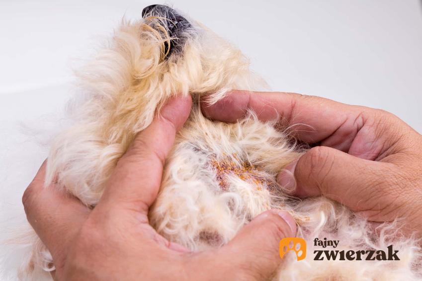 Sprawdzanie skóry psa, człowiek odgarnia sierść psa, co powoduje reakcje alergiczne u czworonogów
