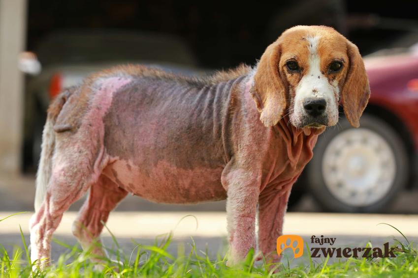 Beagle z atopowym zapaleniem skóry, pies z problemem skórnym, pies cierpi z powodu choroby skóry, skąd się bierze AZS u psów