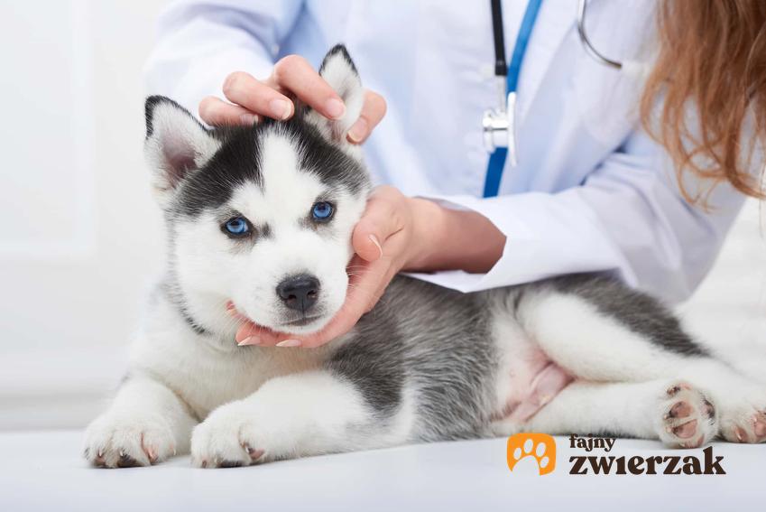 Pies u weterynarza, weterynarz sprawdza głowę psa, czy leczenie chłoniaka u psa jest bezpieczne