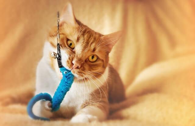 Kupowanie zabawek dla kota – na co zwrócić uwagę?