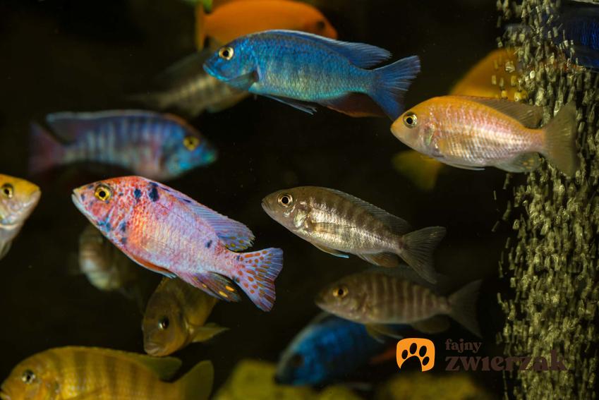 Ryby jeziora Malawi, kolorowe odiany ryb z Malawi, jakie są najpopularniejsze gatunki ryb z Malawi