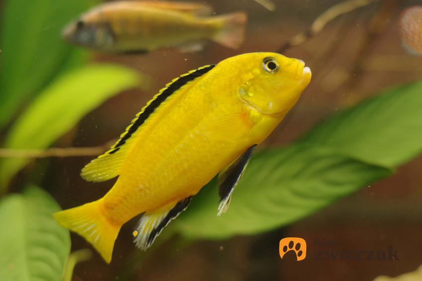 Pyszczak żółty w akwarium, pyszczak yellow jako mała ryba akwariowa
