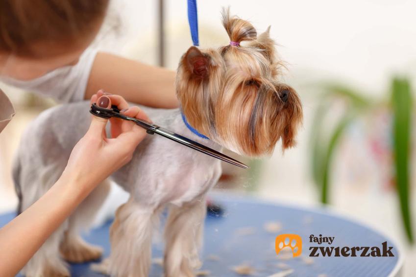 Pies york trymowany u specjalisty, podcinanie włosów u psa, jak się trymuje poszczególne rasy psów