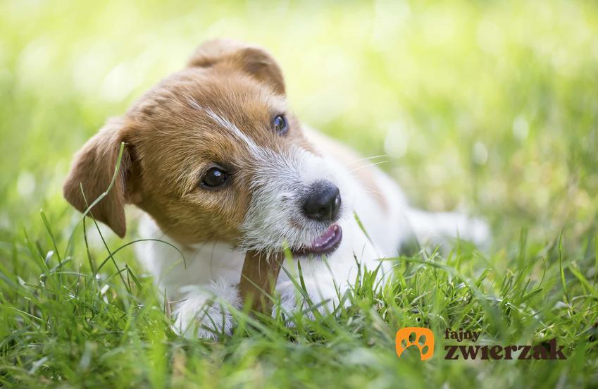 Terrier gryzie przysmak, mały pies na trawie gryzie przekąskę, w czym pomaga żucie stomatologicznych przysmaków