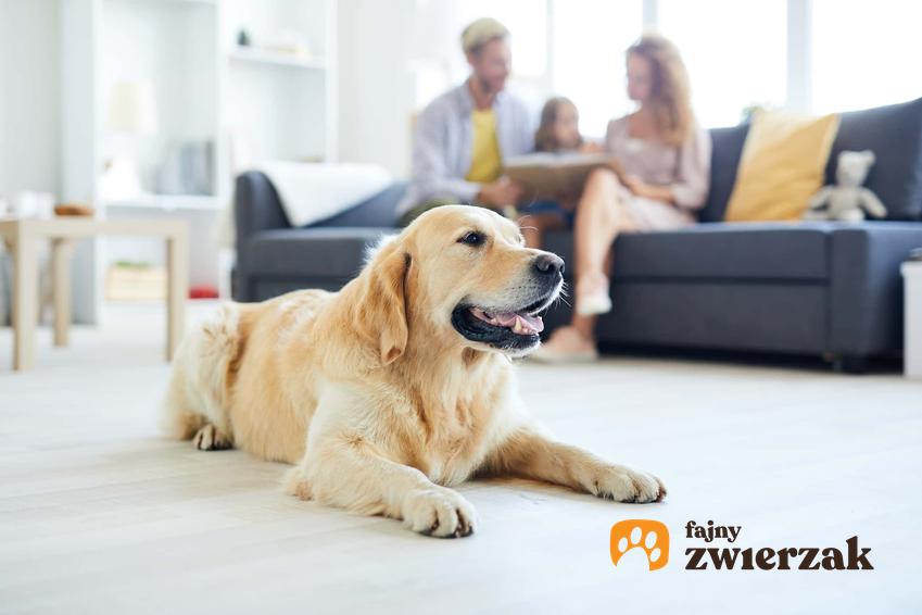 Pies w domu leży na dywanie, pies z rodziną, toksyczne rośliny w domu przy posiadaniu zwierząt