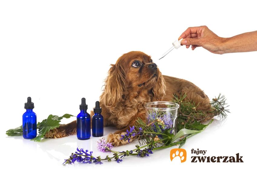 Preparat podawany psu, naturalne metody leczenia zwierząt, pies leży wśród lekarstw, fizjoterapia i masaż dla psa czy kota, jak mobilizować organizm zwierzęcia do samoistnego uzdrowienia