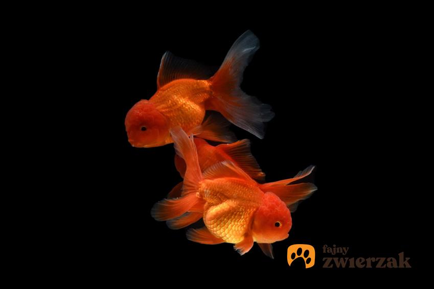 Dwa karasie chińskie, goldfish, pomarańczowe rybki, połyskujące na złoto karasie chińskie, ile kosztuje karaś chiński