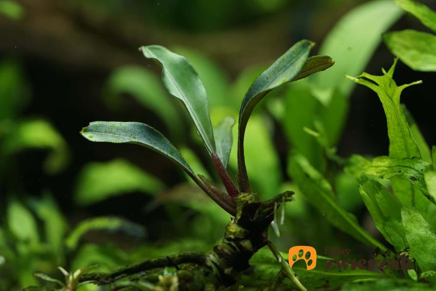 Bucefalandra jako roślina akwariowa, bufefalandra w akwarium, rośliny akwariowe, ile kosztuje sadzonka bucefalandry