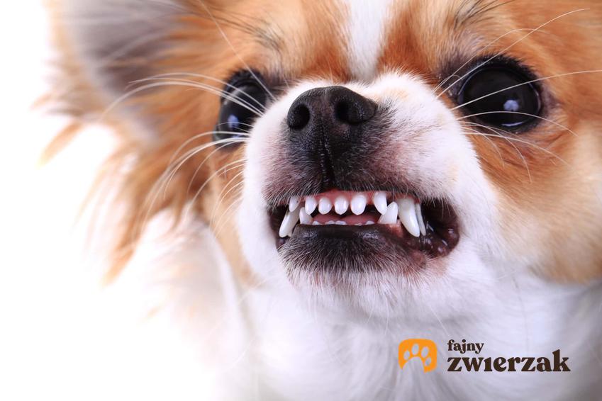 Pies szczerzy zęby, pies chihuahua z groźną miną, kiedy zapisać psa do behawiorysty, jak wychować psa, aby nie był agresywny